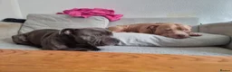 American Bull Staffy dogs for sale: Family dog - Advert 3