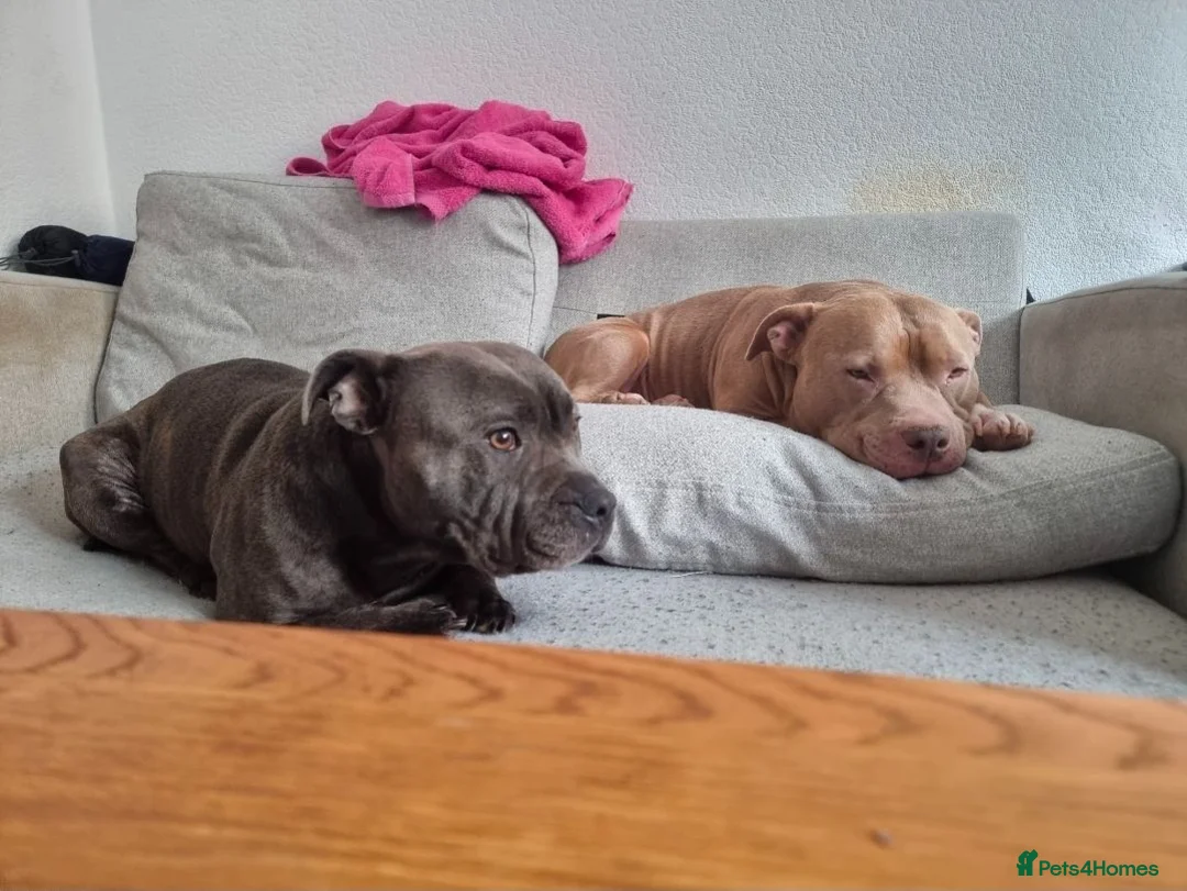 American Bull Staffy dogs for sale: Family dog - Advert 3