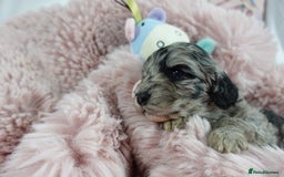 Sheepadoodle dogs for sale: Mini Sheepadoodle the wait is over!  - Image 13