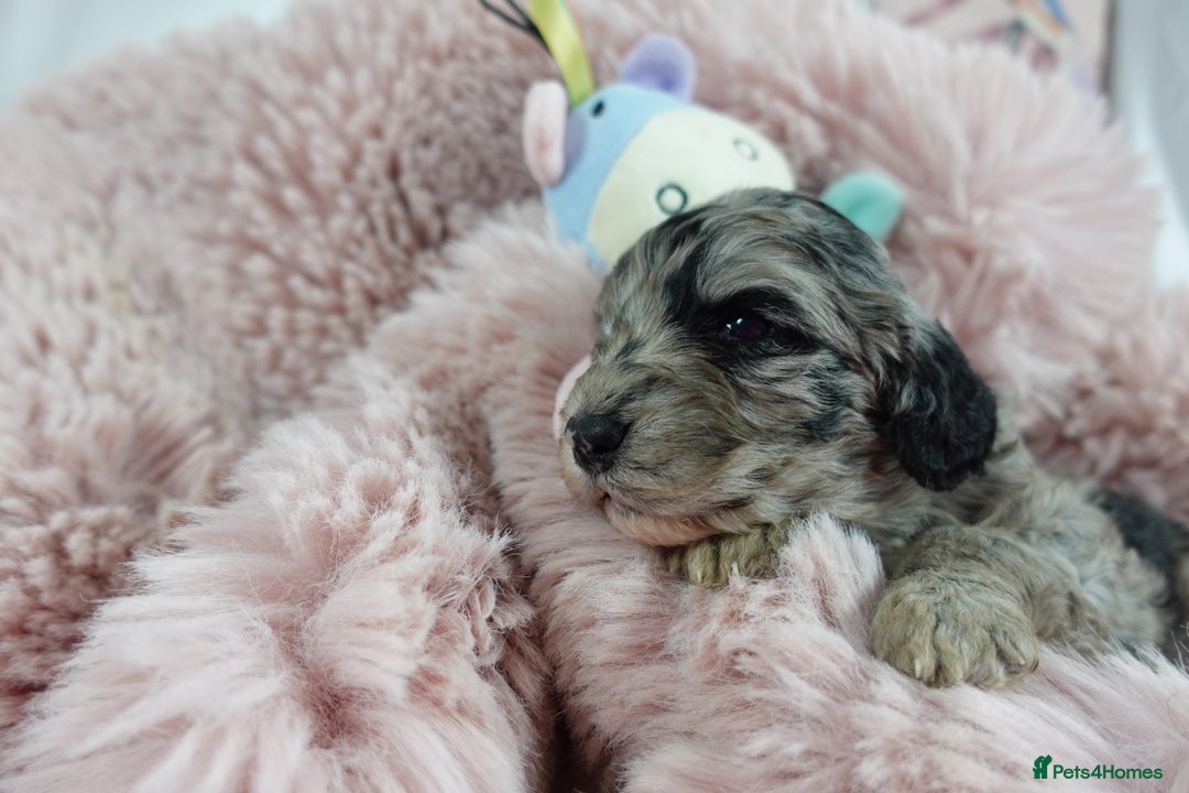 Sheepadoodle dogs for sale: Mini Sheepadoodle the wait is over!  - Image 13