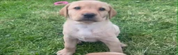 Labrador Retriever dogs for sale: 9 Labrador puppies looking for forever homes ❤️ - Advert 10
