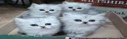 Persian cats for sale: Adorable Persian Kittens - Advert 6