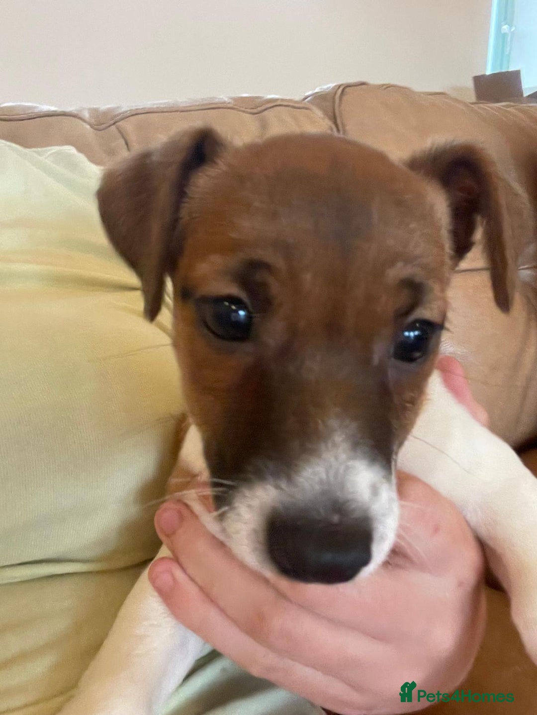 Jack Russell dogs for sale: Jack Russell Puppies - Image 7