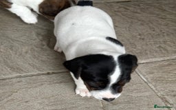 Jack Russell dogs for sale: Jack Russell Puppies  - Image 10