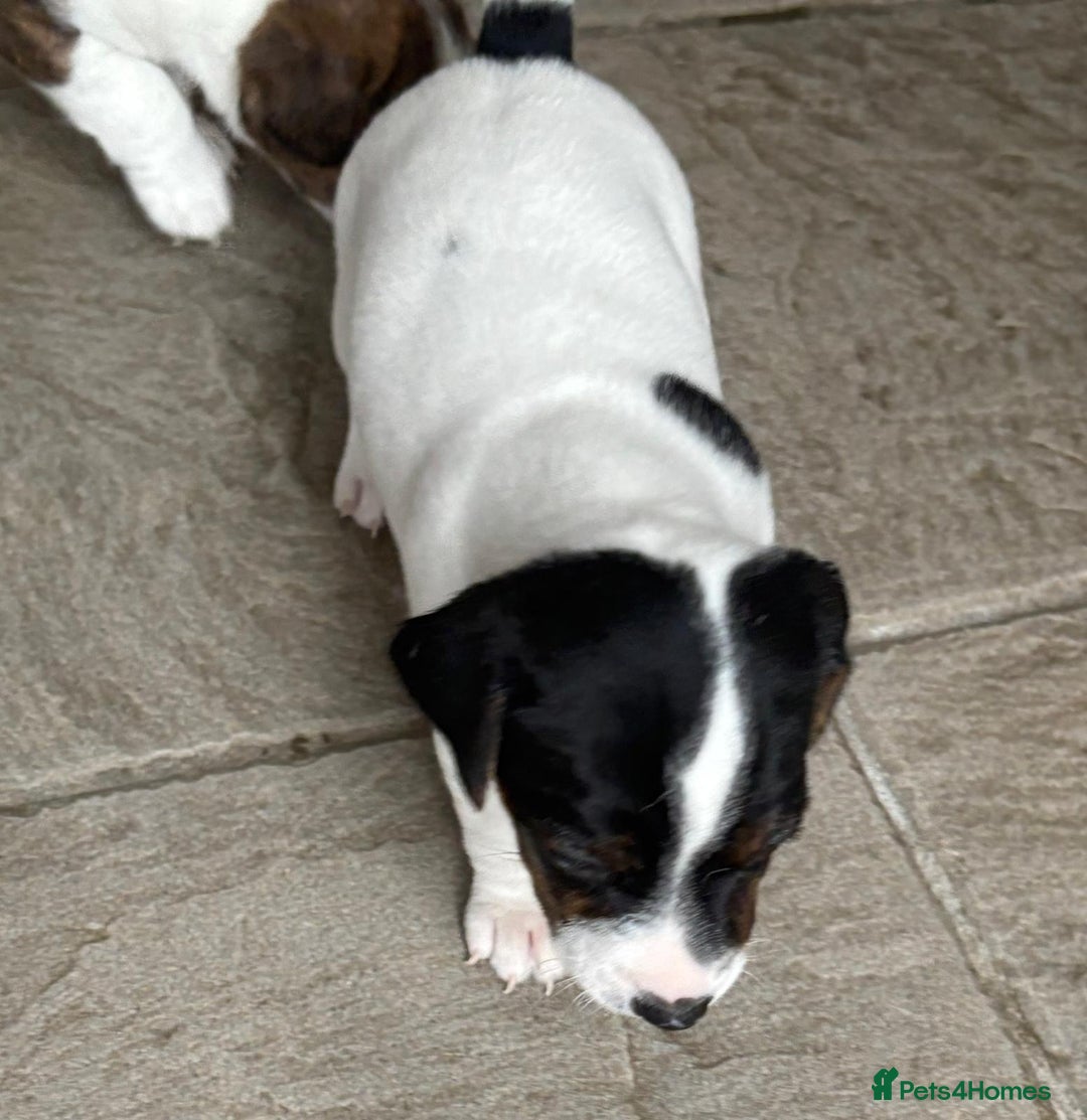 Jack Russell dogs for sale: Jack Russell Puppies  - Image 10