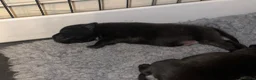 Staffordshire Bull Terrier dogs for sale: Gorgeous Brindle KC Pups  - Advert 10