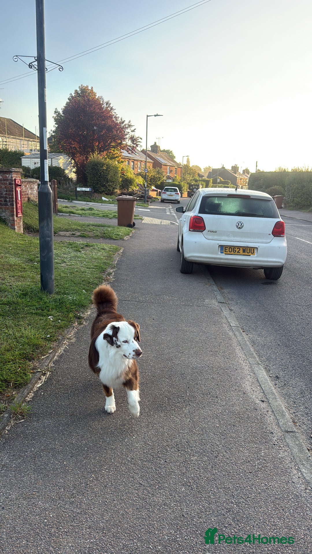 Miniature American Shepherd dogs for stud: Mini American Shepherd for Stud - Advert 4