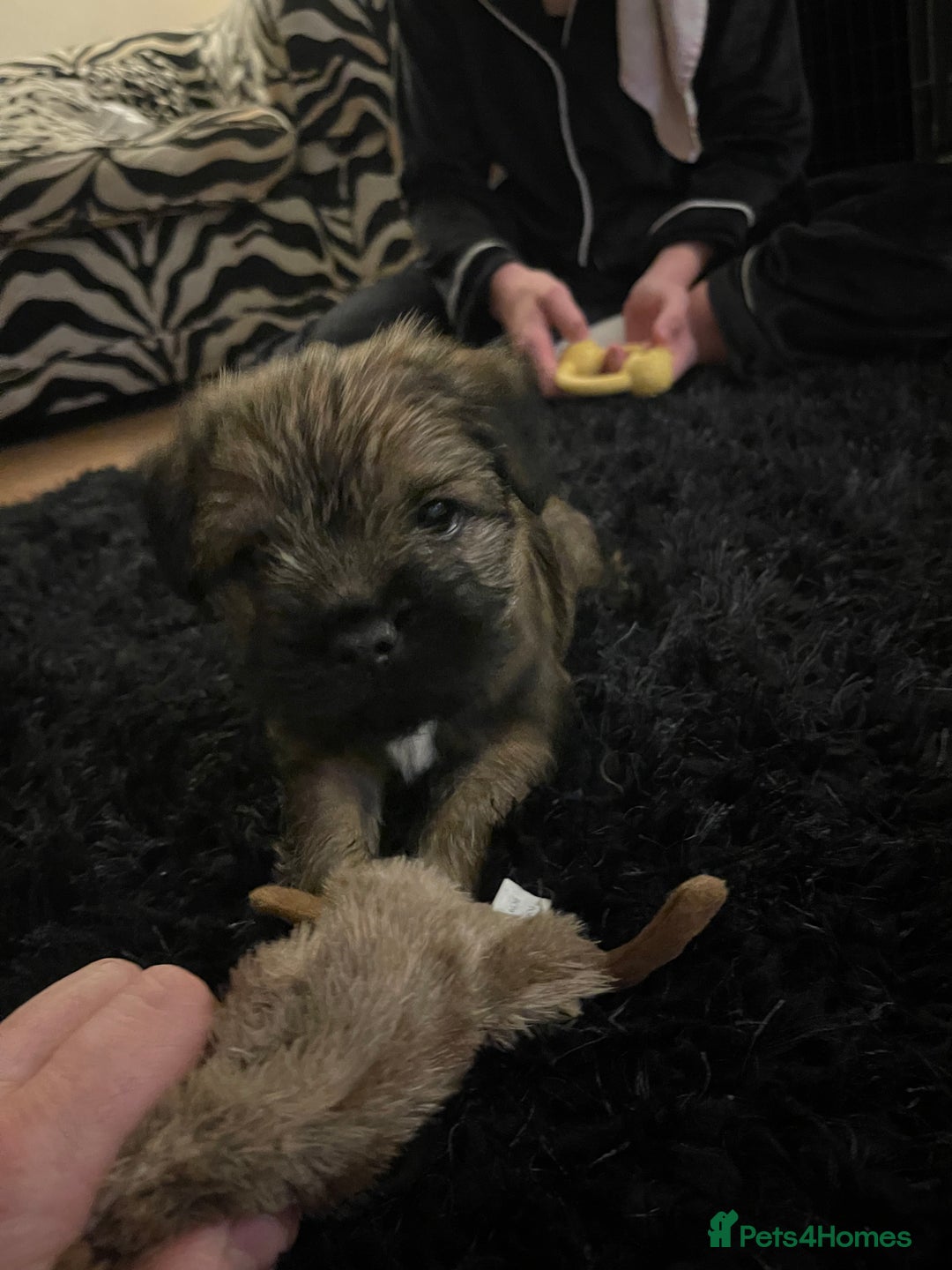 Border Terrier dogs for sale: Beautiful boarder terrier  - Advert 4