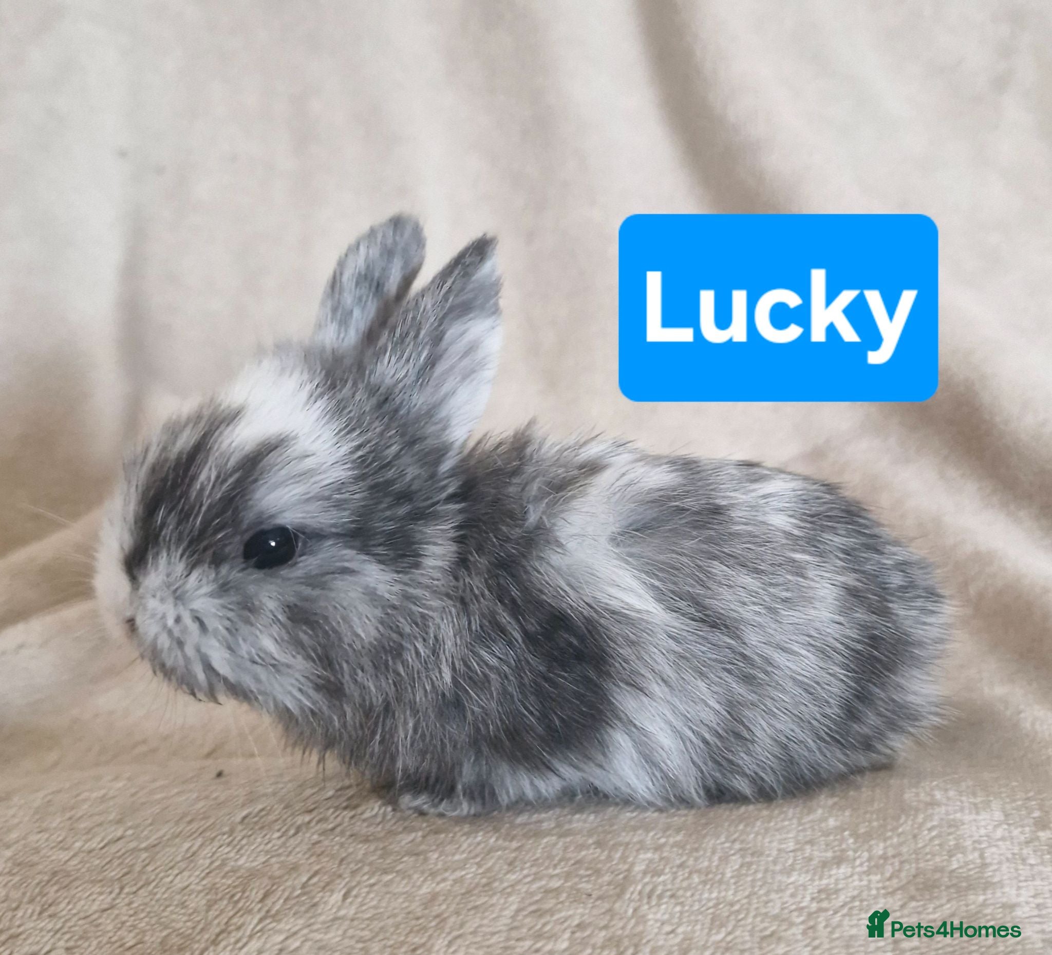 Mini Lion Lop rabbits 🩵Mini Lion Lop Boy🩵 - Advert 15