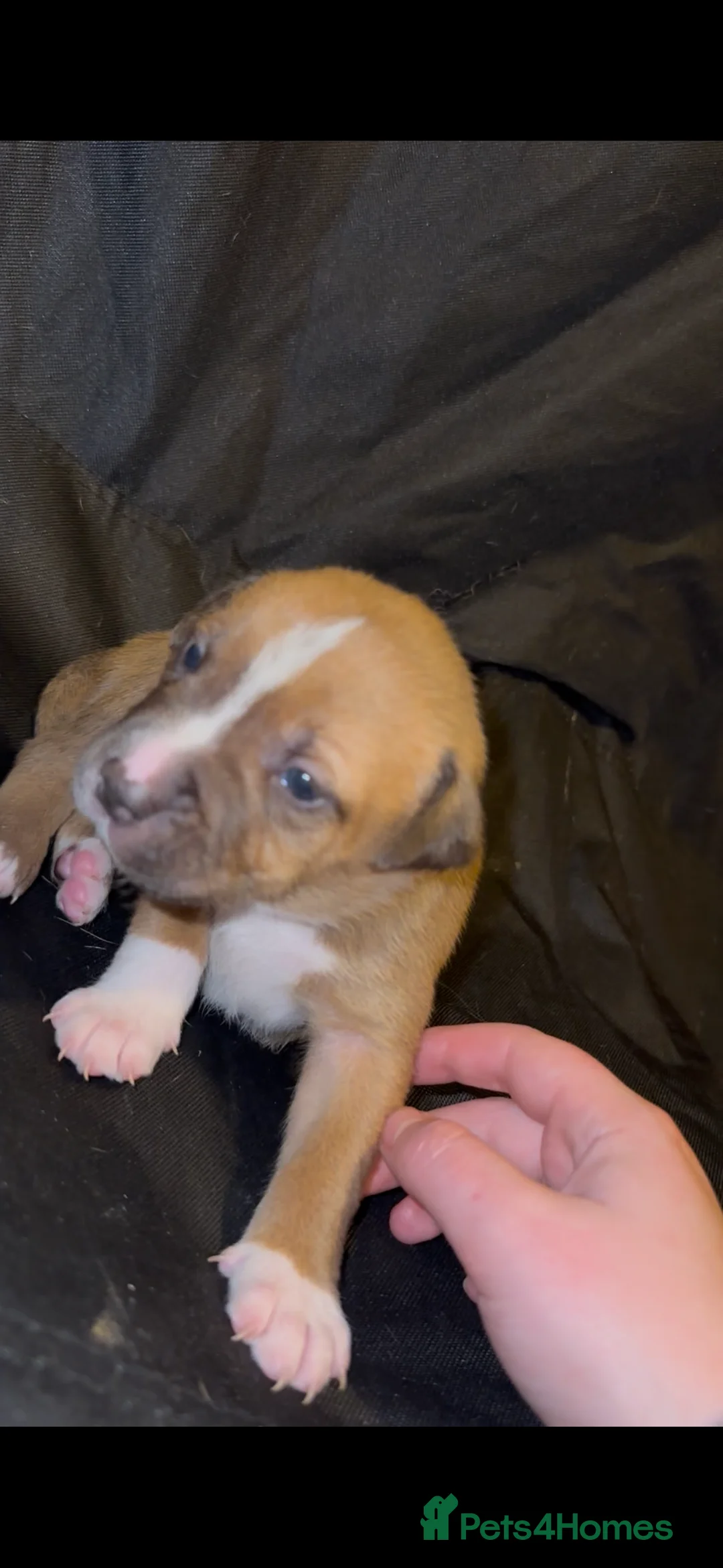 Mixed Breed dogs for sale: Staff X Sharpei puppies  - Advert 14