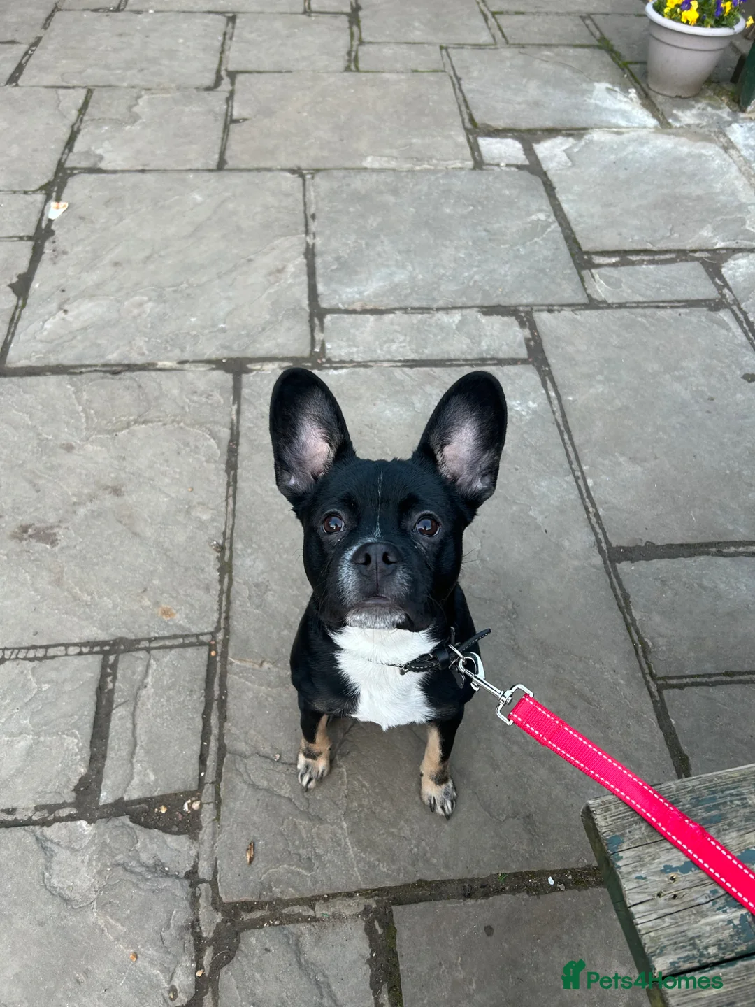 Mixed Breed dogs for sale: Frenchie Terrier (6 months) in Dunstable - Advert 2