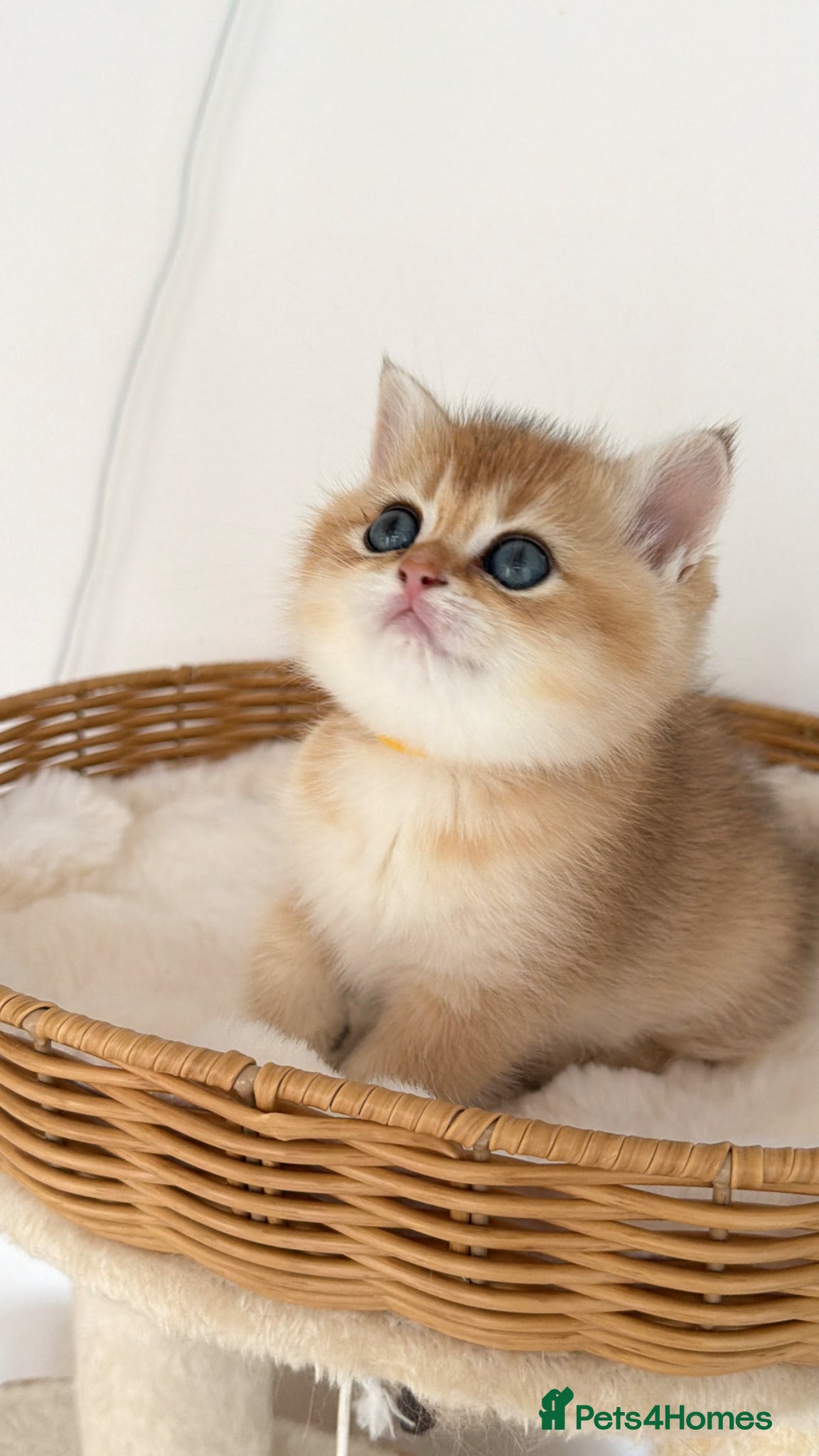 British Shorthair cats Exception quality,Champion bloodlines GCCF/TICA  - Advert 9
