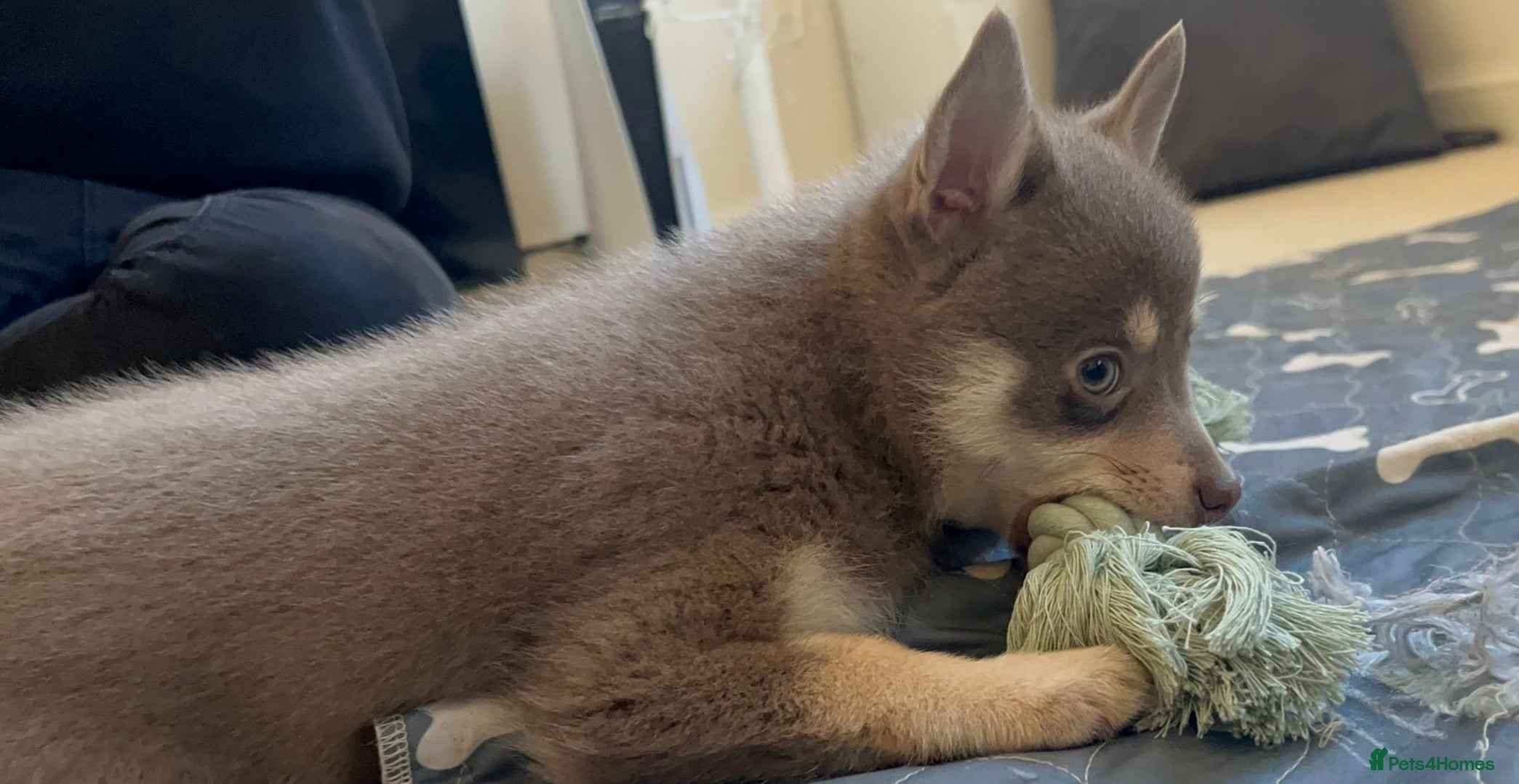 Pomsky dogs Blue & tan girl, green eyes & chocolate/Red nose - Advert 10