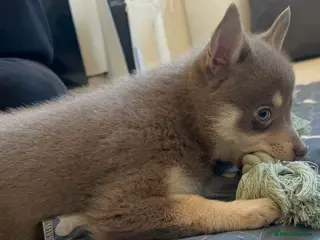 Pomsky dogs Blue & tan girl, green eyes & chocolate/Red nose - Advert 10