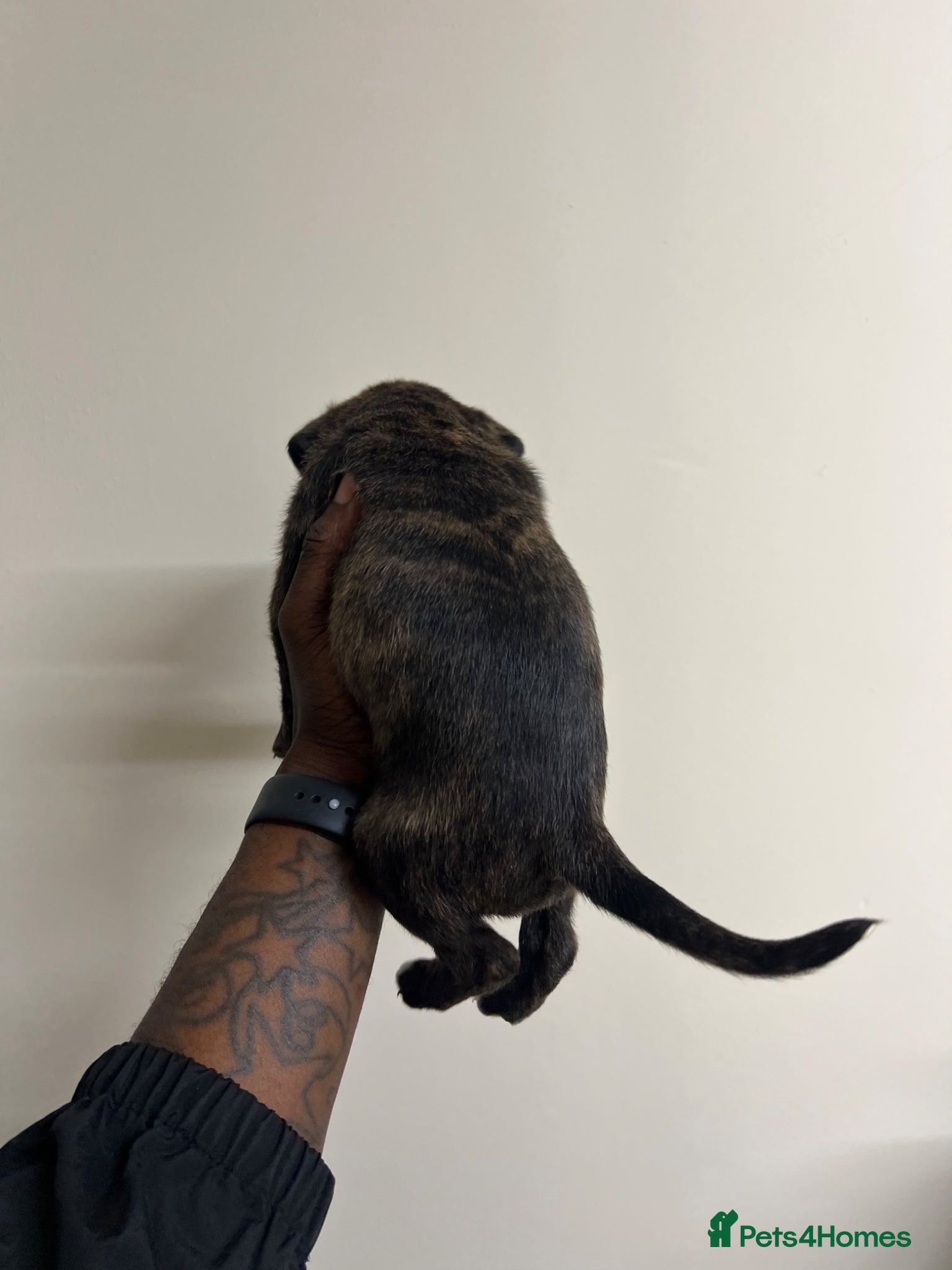 Staffordshire Bull Terrier dogs for sale: Beautiful Staffordshire Bull Terrier Mix Puppies in Manchester - Advert 8