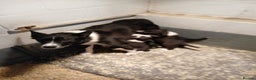 Border Collie dogs for sale: Border collie pups off Trial winning parents  - Advert 1