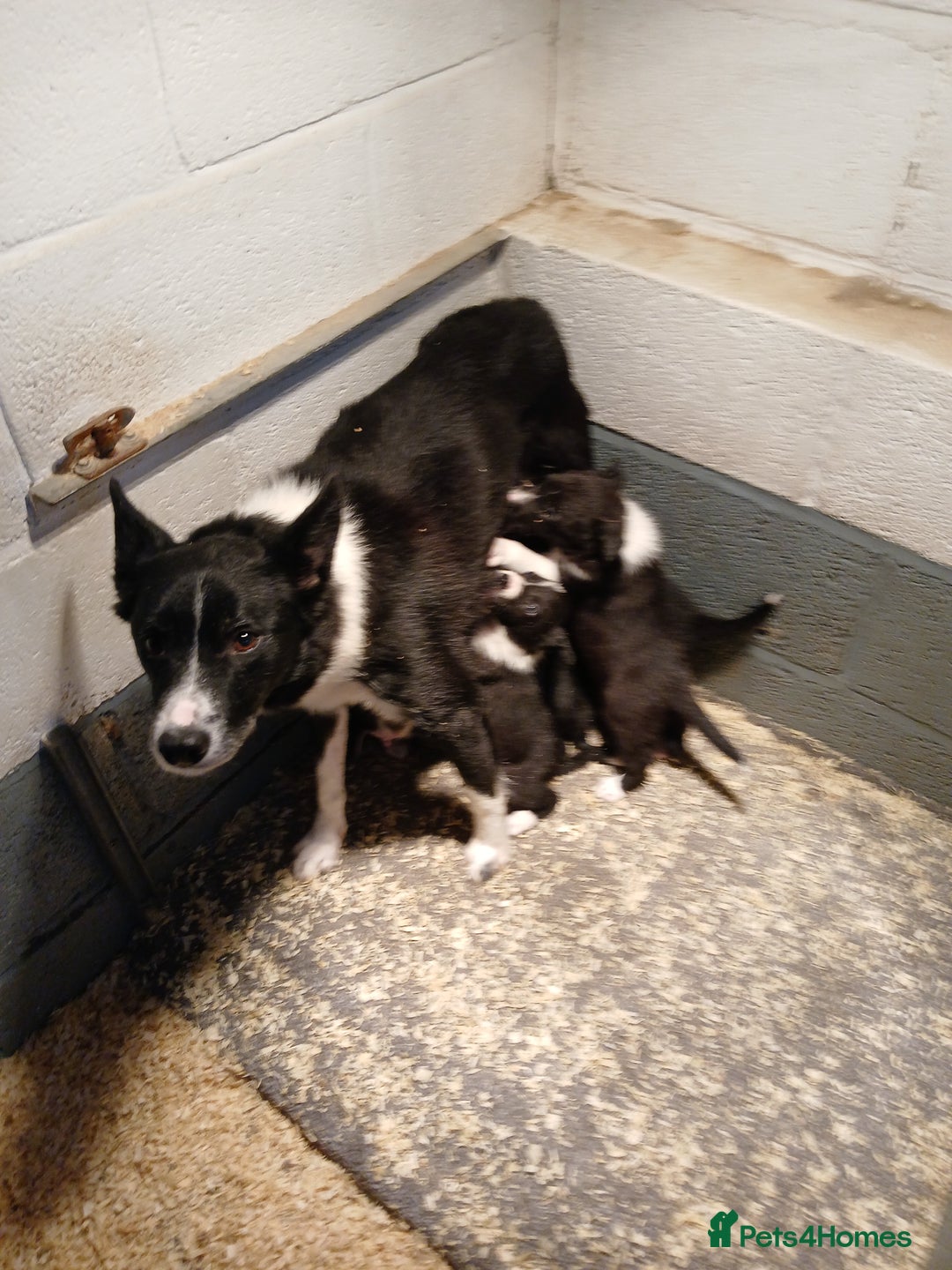 Border Collie dogs for sale: Border collie pups off Trial winning parents  - Advert 1