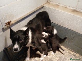 Border Collie dogs Border collie pups off Trial winning parents - Advert 2