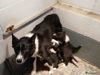 Border Collie dogs Border collie pups off Trial winning parents - Advert 15