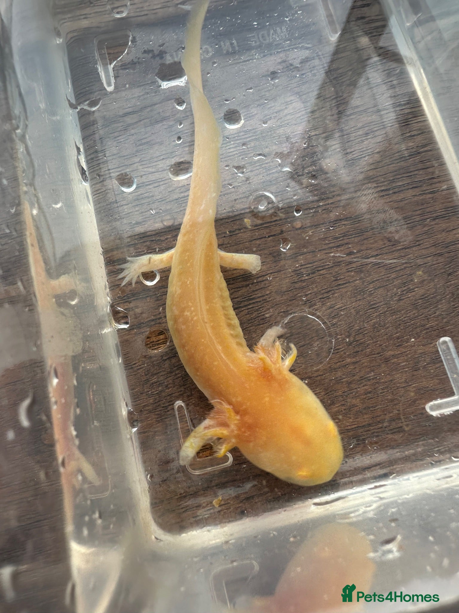 Axolotl reptiles Baby Axolotls  - Advert 2
