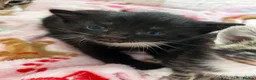 Domestic Shorthair cats for sale: Tuxedo male kitten 🐈‍⬛  - Advert 15