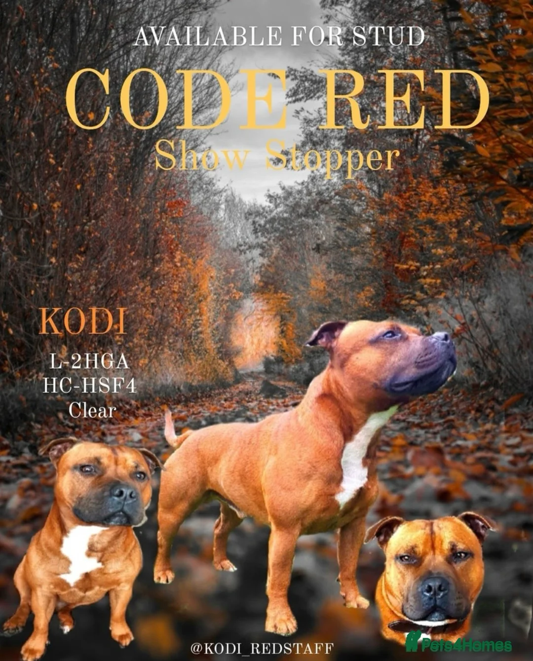 Staffordshire Bull Terrier dogs for sale: BEAUTIFUL RED STAFFORDSHIRE BULL TERRIER PUPPIES - Advert 3