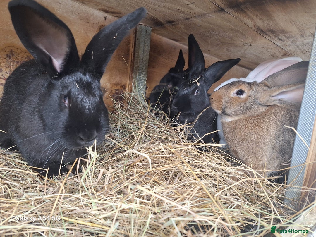 New Zealand rabbits for sale:  New Zealand 60£ - Advert 4