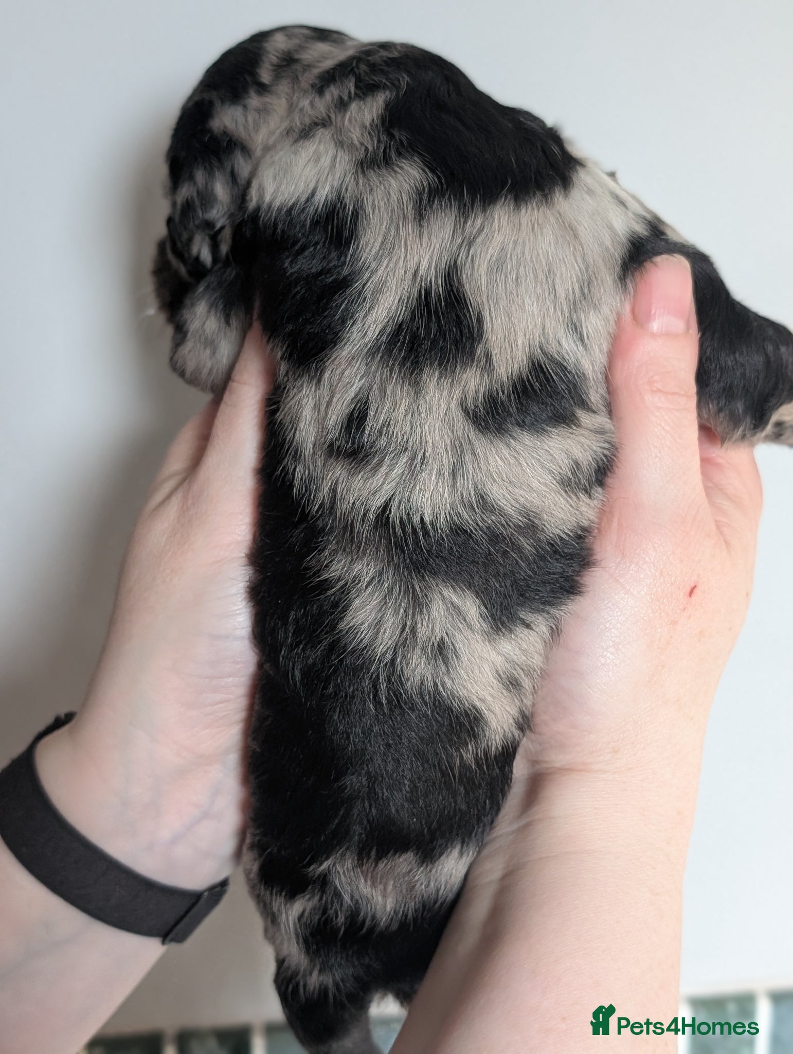 Labradoodle dogs for sale: Unique Labradoodles - Merle, Phantom, Black, Red - Advert 31