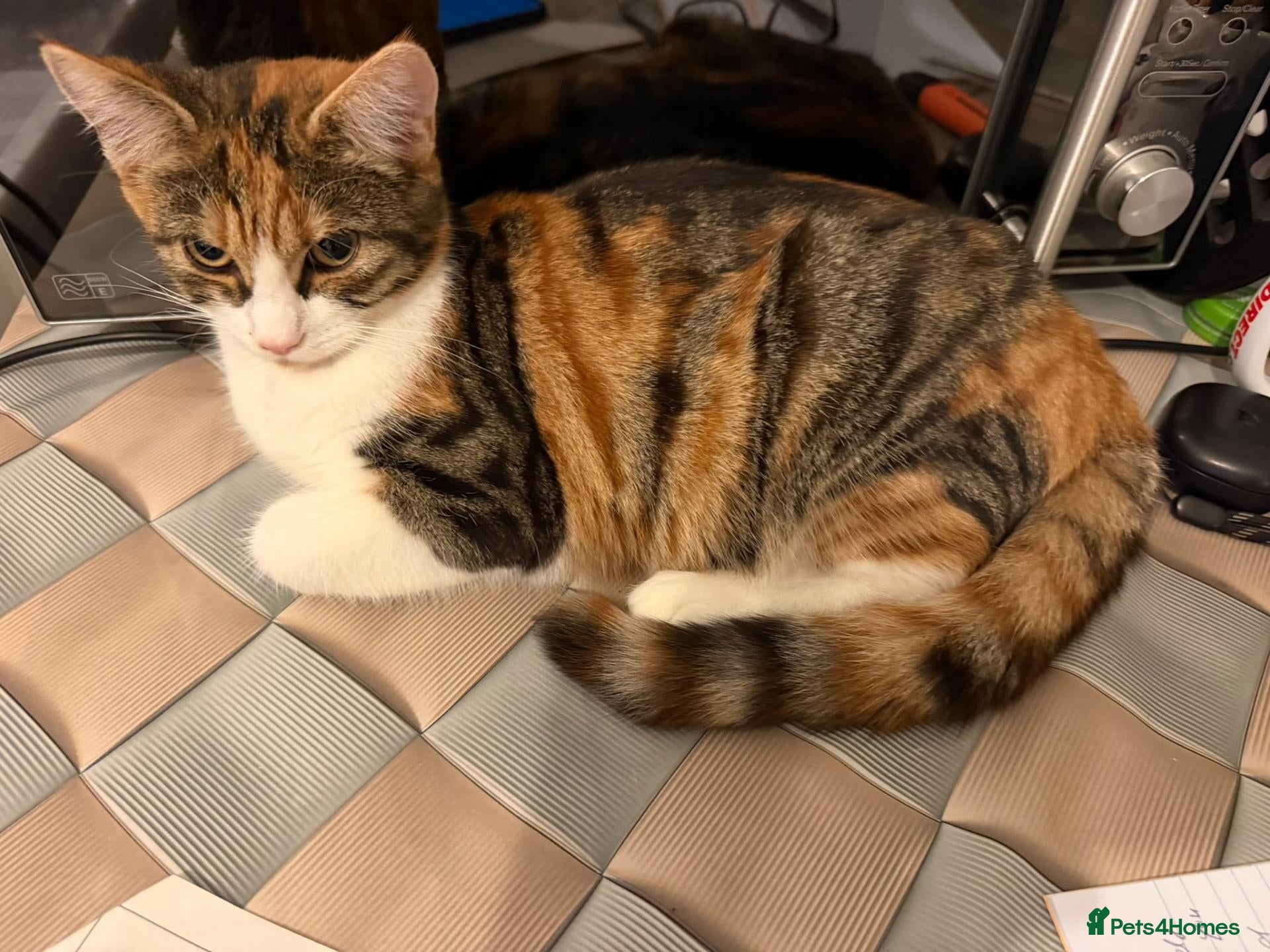 Mixed Breed cats calico kitten 5 months old - Advert 2