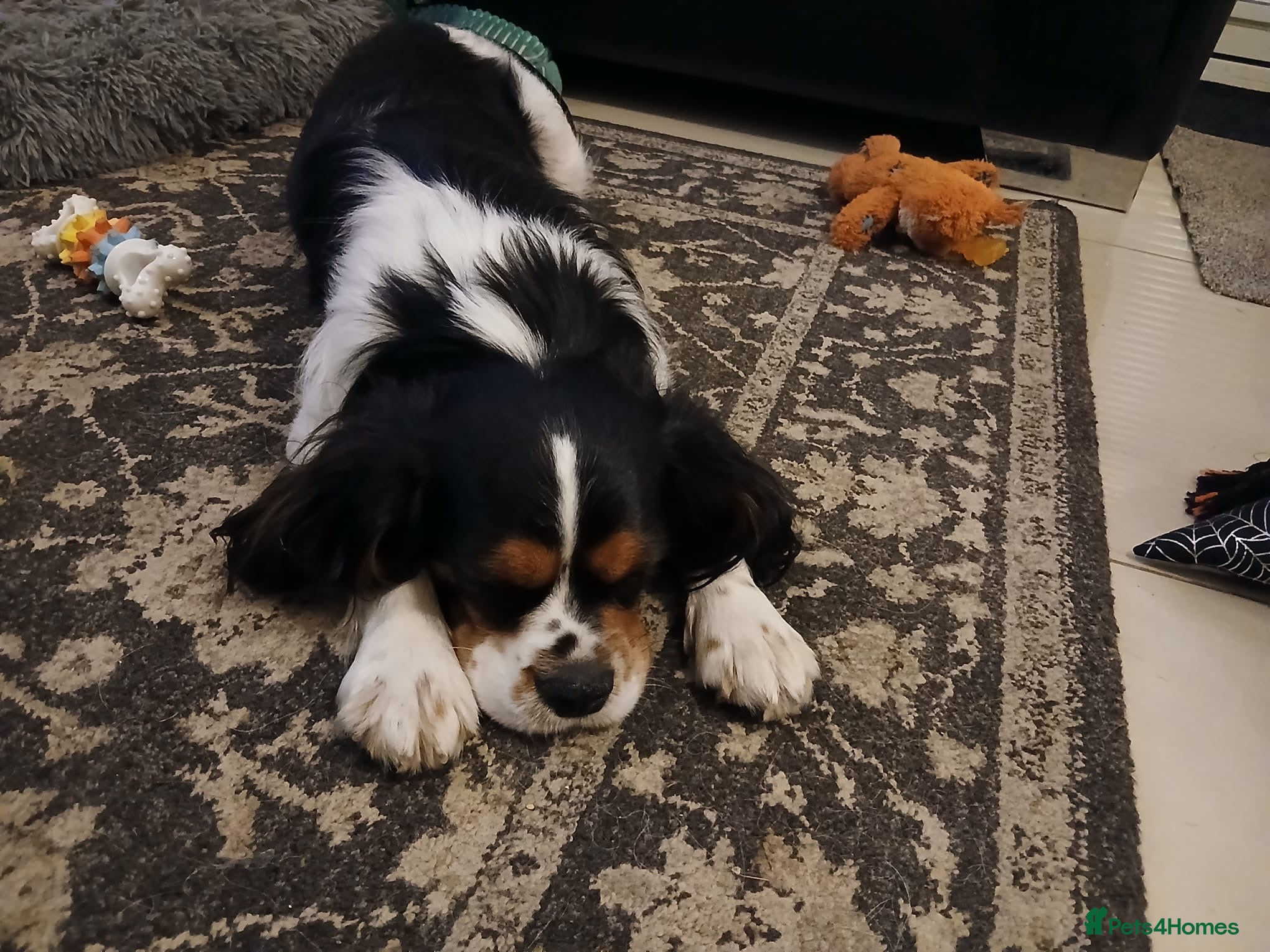Mixed Breed dogs Handsome Male Cavalier King Charles Spaniel Cross - Advert 2