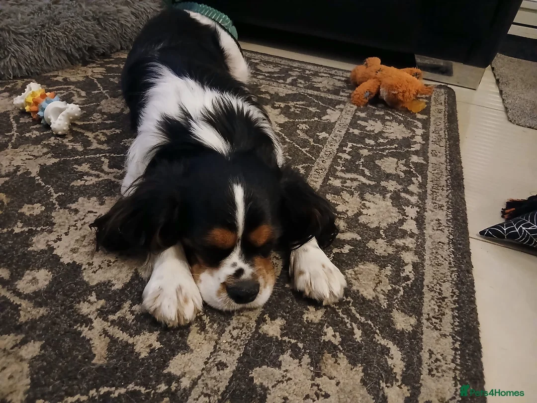 Mixed Breed dogs for sale: Handsome Male Cavalier King Charles Spaniel Cross in Bristol - Advert 2