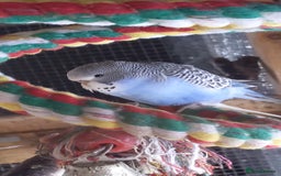 Budgerigars birds for sale: Budgies for sale amesbury  - Image 3