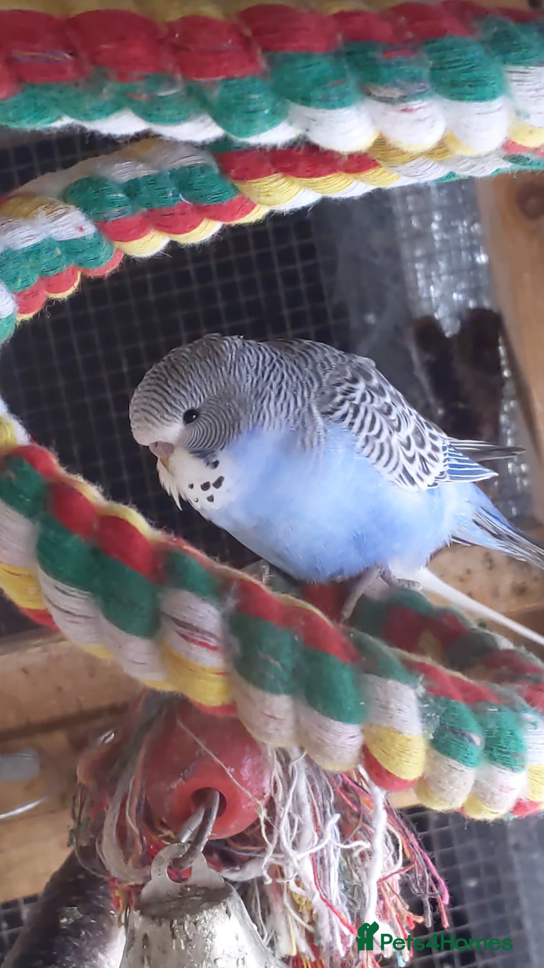 Budgerigars birds for sale: Budgies for sale amesbury  - Image 3