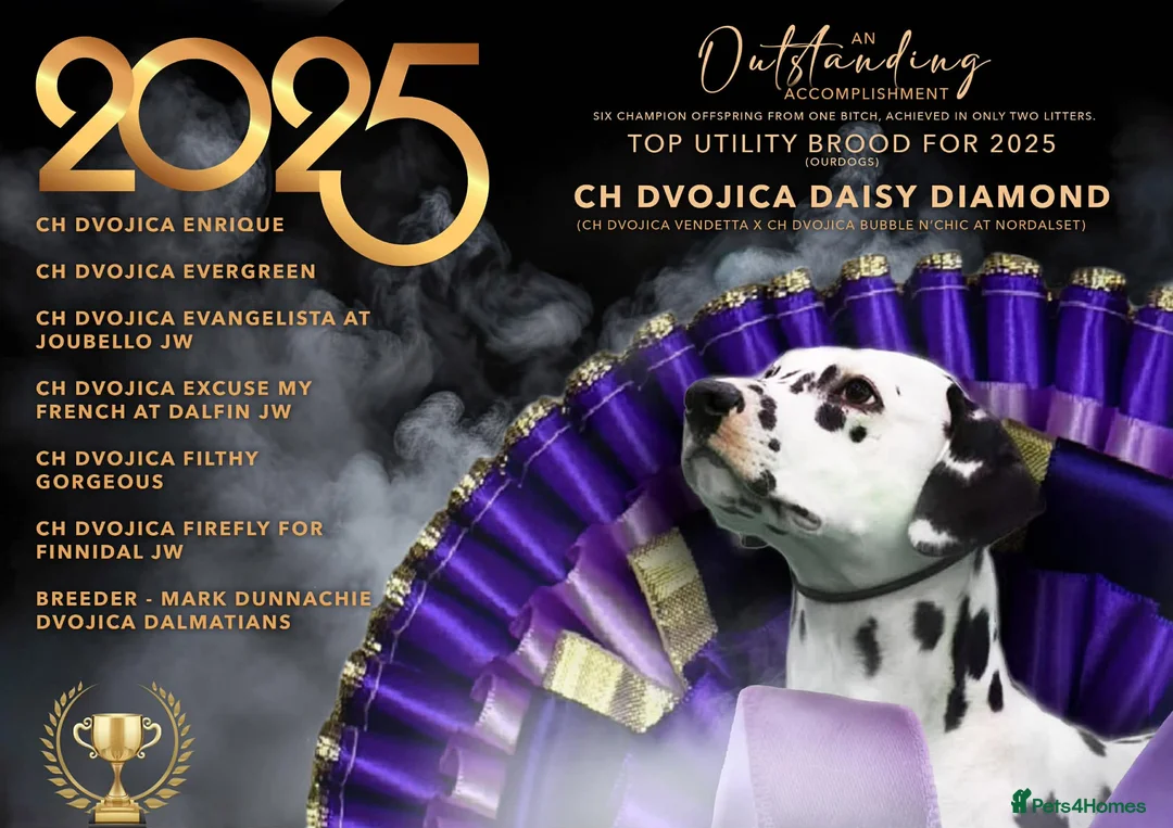 Dalmatian dogs for sale: Dalmatian Puppies - Advert 5