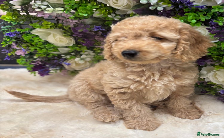 Cockapoo dogs in Treharris - Advert 3