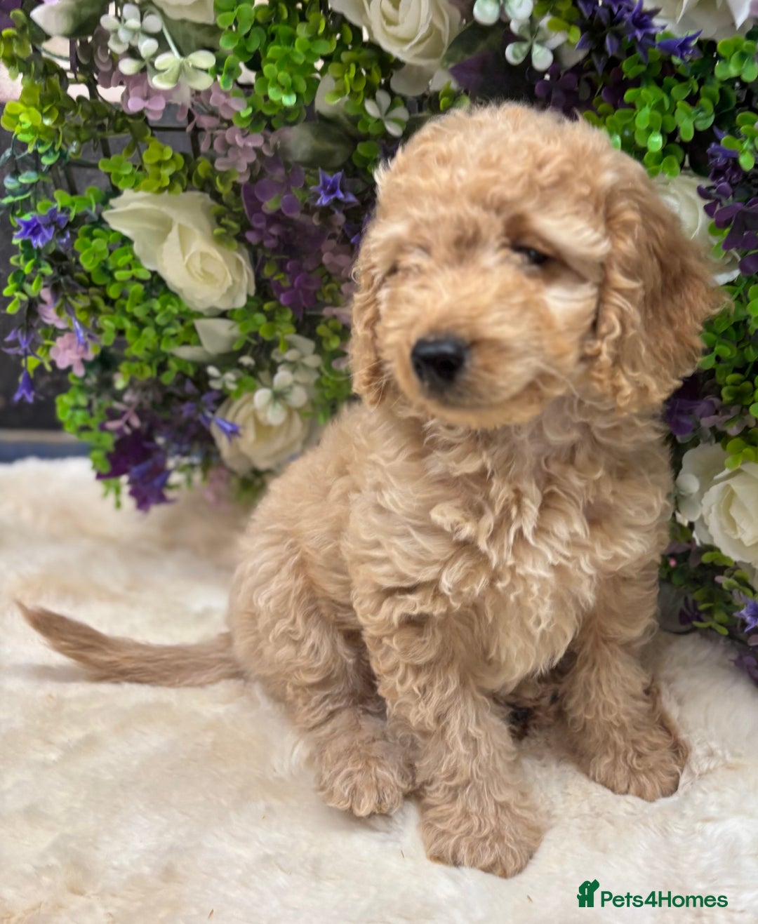 Cockapoo dogs for sale: Beautiful Cockapoo pups looking for forever homes in Treharris - Image 1