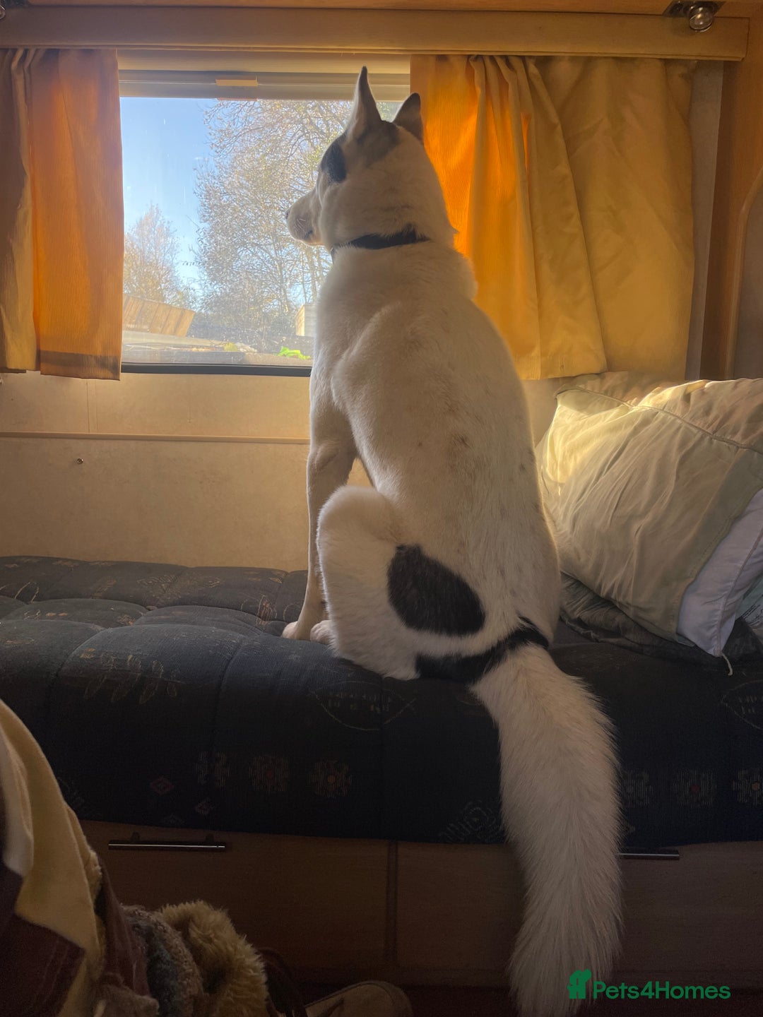 Mixed Breed dogs for sale: Labrador cross with Siberian husky  - Advert 11