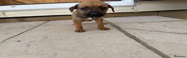 Mixed Breed 8