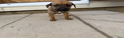 Mixed Breed dogs for sale: Puppies Ready to go the 31st - Advert 22