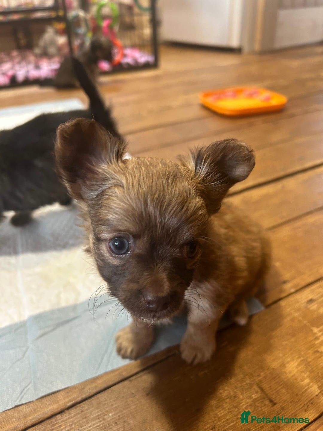 Chihuahua dogs for sale: Puppies  - Image 16