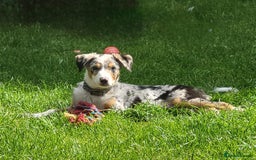 Border Collie dogs for sale: 16 month border collie  - Image 1