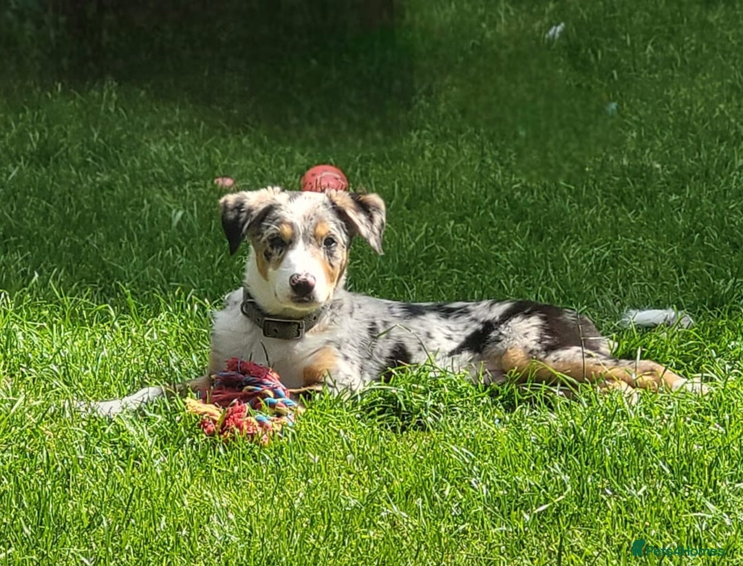 Border Collie dogs for sale: 16 month border collie  - Image 1