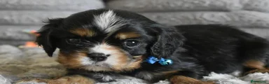 Cavalier King Charles Spaniel 2