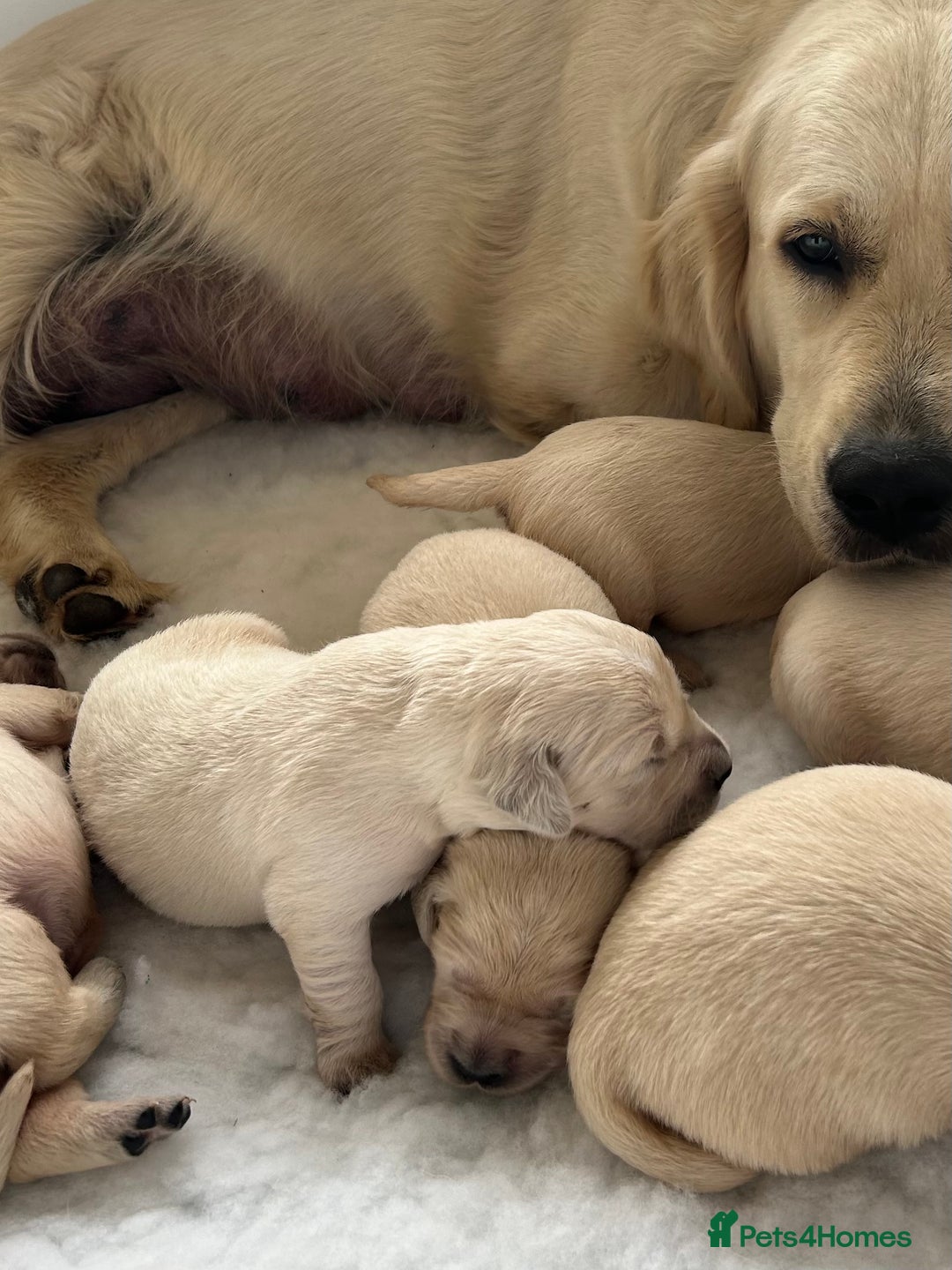 Golden Retriever dogs for sale: Litter Due - Image 3
