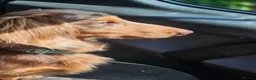 Miniature Dachshund dogs for stud: DUGGIE DOORSTOP ready for STUD - Advert 2