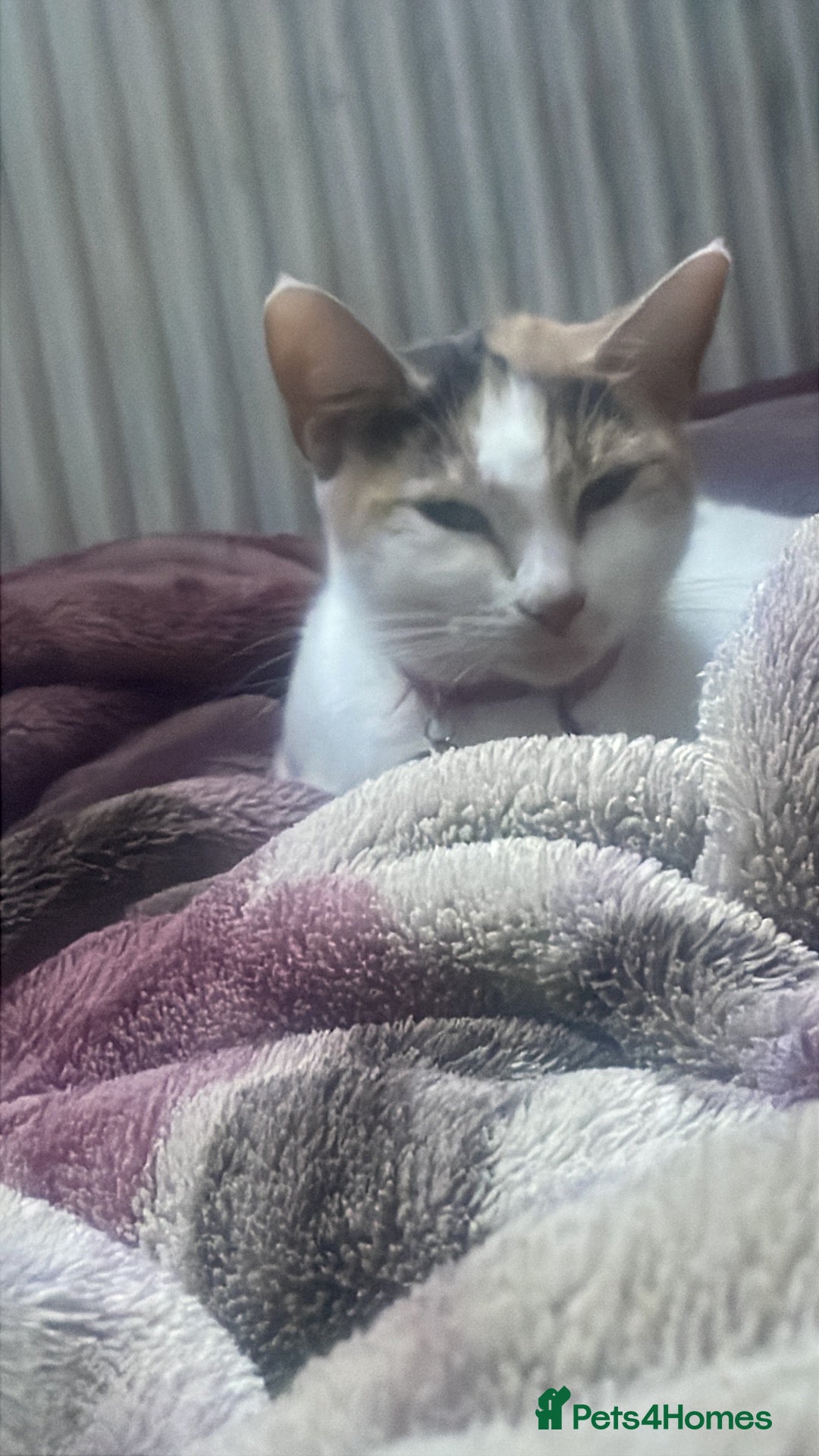 Mixed Breed cats 3y/o female calico looking for home - Advert 15