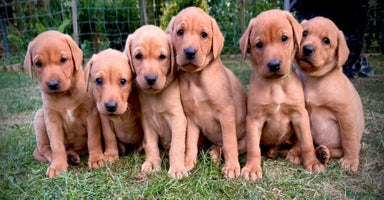 Labrador Retriever dogs - Advert 2