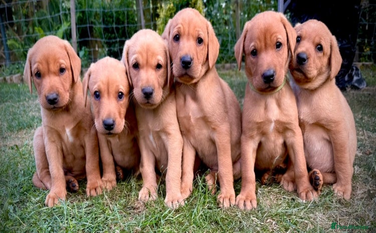 Labrador Retriever dogs - Advert 2