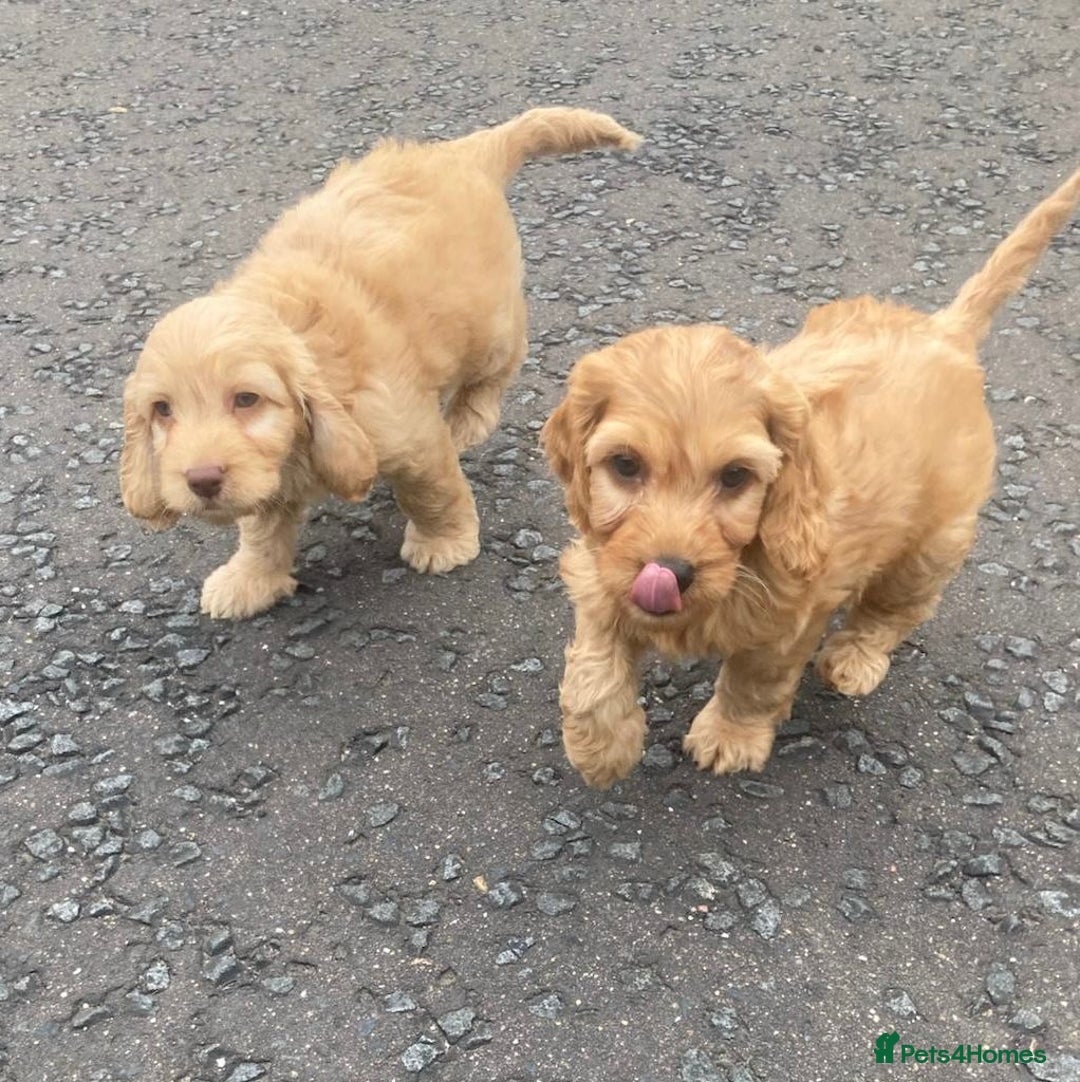 Cavapoo dogs for sale: Cavapoo puppies  - Image 4