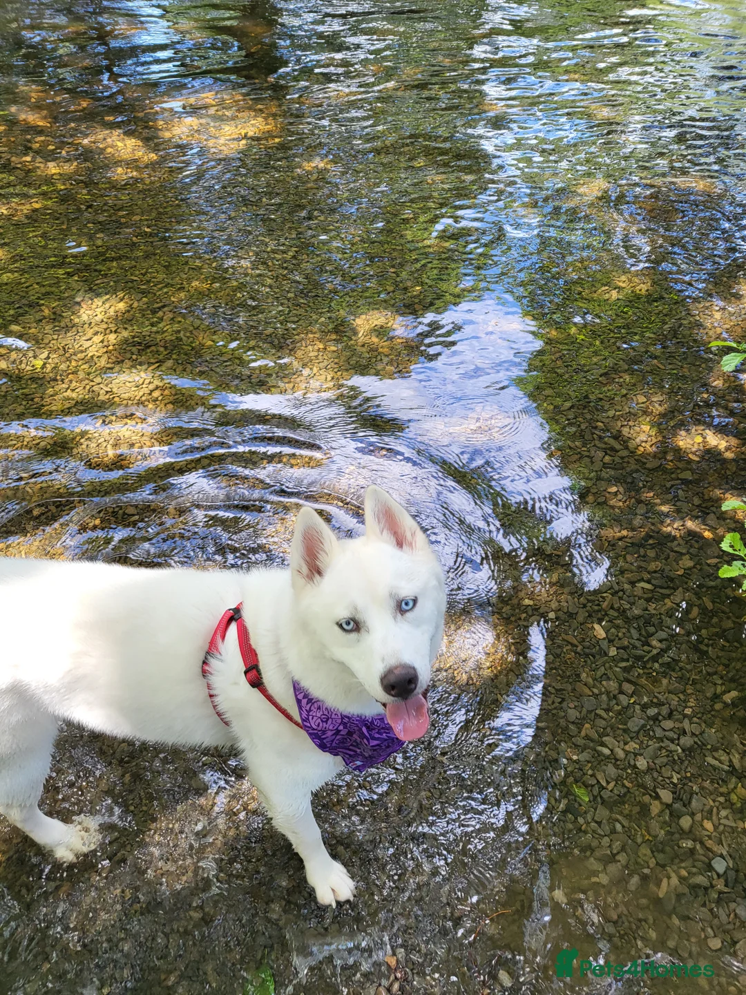 Siberian Husky dogs for sale: Siberian husky  - Advert 4